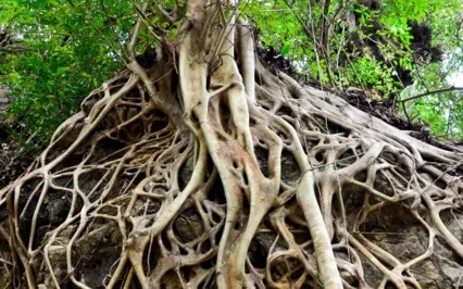 Down Into The Roots - A Nature Inspired Grounding Meditation
