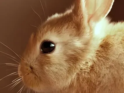 Down The Rabbit Hole (Meditation)