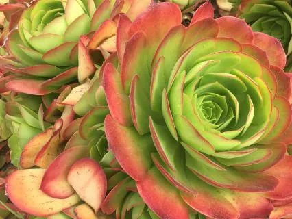 Dr Nina's Friday Morning Meditation Circle: Chakra 4