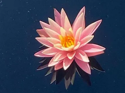 Dr Nina's Friday Morning Meditation Circle: Chakra 5