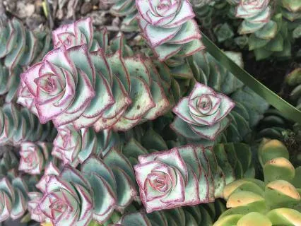 Dr Nina's Friday Morning Meditation Circle: Chakra 1