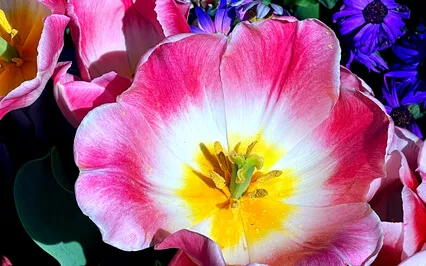 Dr. Paul Masters, Chakra Meditation