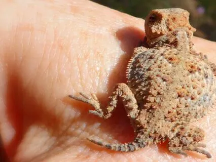 Dragon Medicine – A Guided Energetic Journey