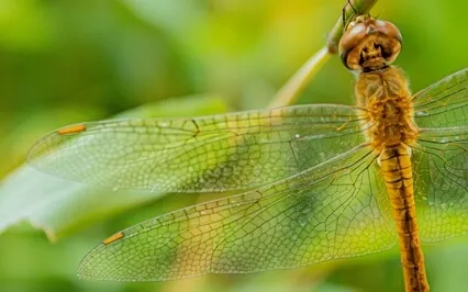 Dragonfly Breeze: Be Soothed