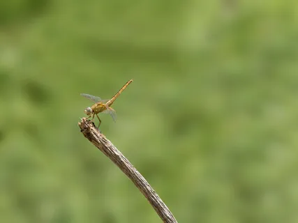 Dragonfly Chant