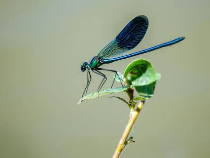 Dragonfly Dreams: A Meditation For Rest And Reassurance