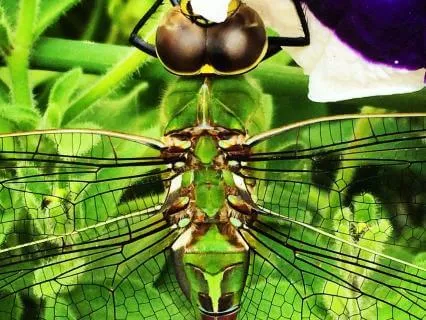Dragonfly Meditation