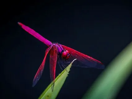 Dragonfly Spirit Animal