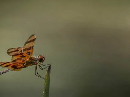 Dragonfly Wisdom: Allow Yourself To Change