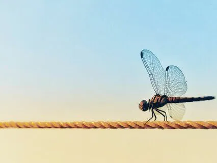 Dragonfly - Grounding And Centering