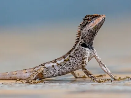 Dragons Don't Need Passports - A Saz Journey With Beats