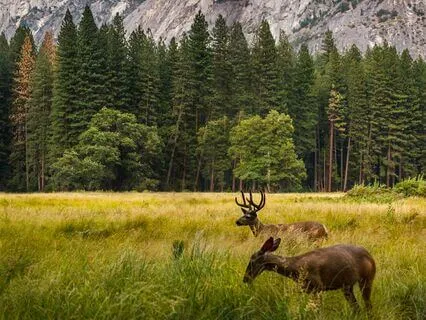 Drawing Support From Mother Earth