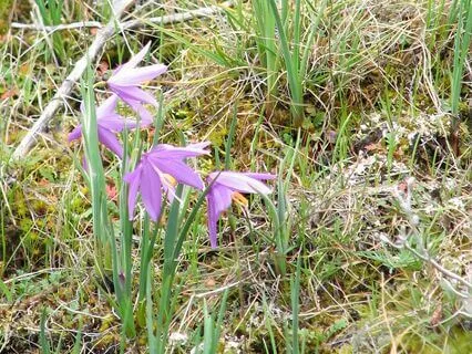 Dream A Little Dream