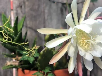 Dream Bigger In Just 5 Minutes