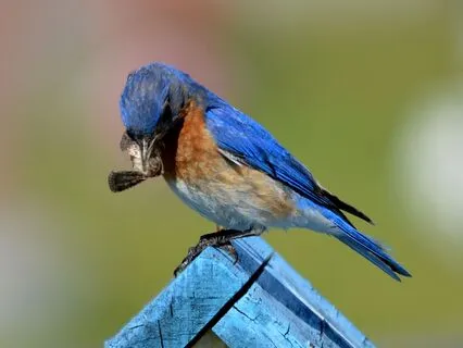 Dream Birds: Part 3, The Nestlings’ Lullaby