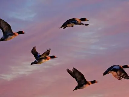 Dream Birds: Part 4, The Rhythm Of Migration