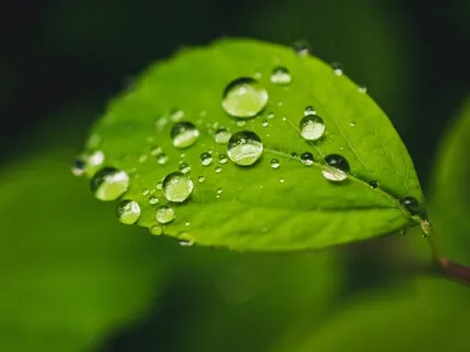 Dream Flight (Extended)