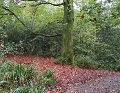 Dream Life Meditation