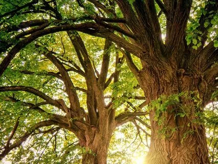 Dream Seeding Practice