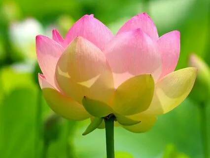 Dream State Journey: 2-Hour Reality Shifting Ambient Music