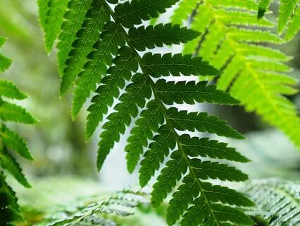 Dream State Meditation