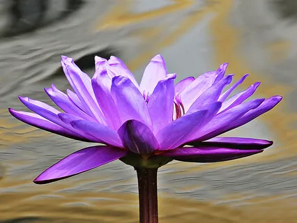 Dream the Dream from within the Dream