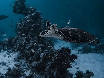 Dream Waves | Soothing Sleep Vibes | Healing Frequencies