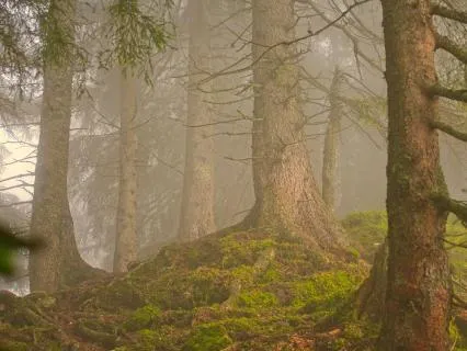 Dream With Me: Wander Through The Woods Sleep Meditation
