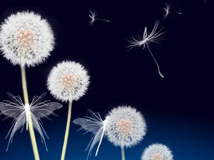 Dreaming Of The Wind