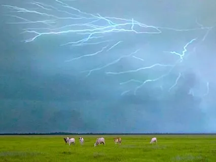 Dreaming On The Tropical Plains