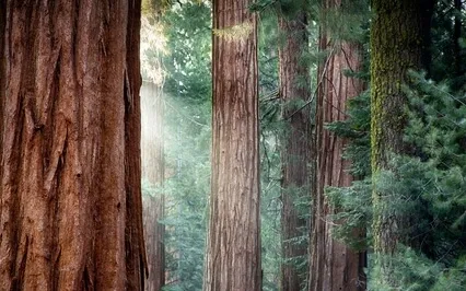 Dreaming Under The Redwood (Long Bedtime Sleep Story)