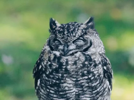 Dreaming While Awake (What Is Now? podcast)