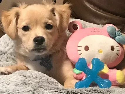 Dreams - A Poem By Edgar Allan Poe