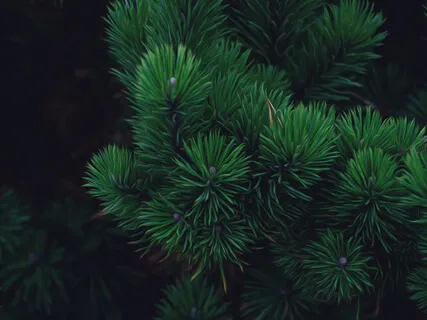 Dreams Beneath The Pines | Deep Sleep Story