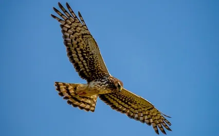 Dreams Of Flight: Universal Mother’s Love