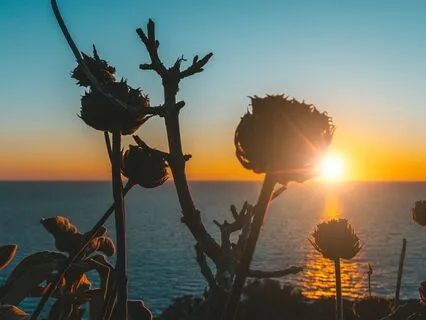 Dreams Of Tranquility | Flute Music For Sleep