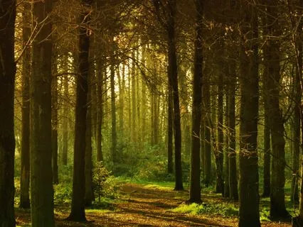 Dreamscape Reverie - Restorative Meditation