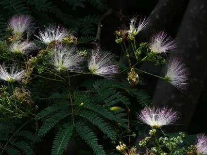 Dreamscape Sleep Music