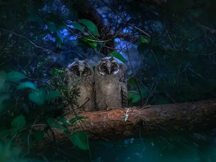 Dreamscapes for Sleep: Owls in the Night