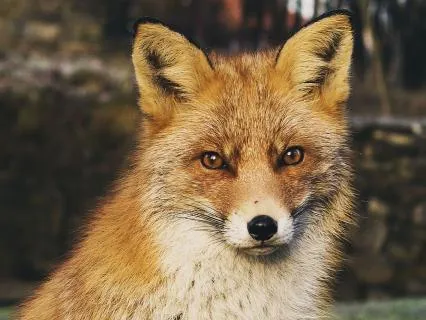 Dreamtime Stories For Children: CH 18, Old Granny Fox