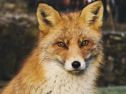 Dreamtime Stories For Children: CH 20, Old Granny Fox