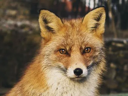 Dreamtime Stories For Children: CH 21, Old Granny Fox