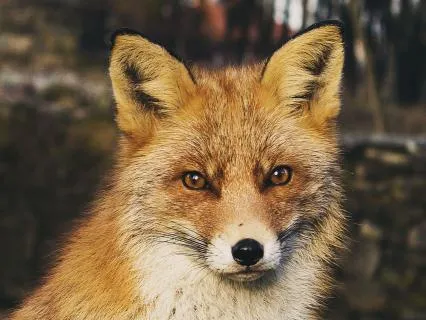 Dreamtime Stories For Children: CH 23, Old Granny Fox