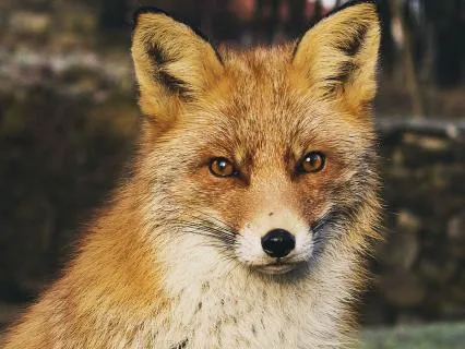 Dreamtime Stories For Children: CH 24, Old Granny Fox