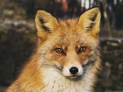 Dreamtime Stories For Children: CH 26, Old Granny Fox