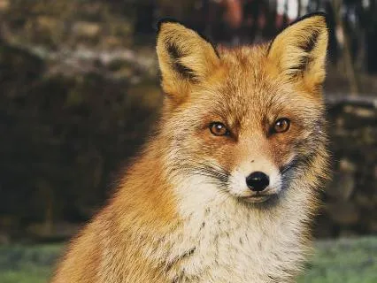 Dreamtime Stories For Children: CH 27, Old Granny Fox