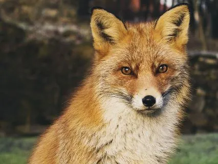 Dreamtime Stories For Children: CH 28, Old Granny Fox