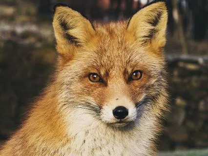 Dreamtime Stories For Children: Ch 29, Old Granny Fox