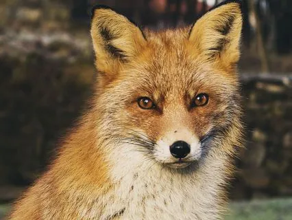 Dreamtime Stories For Children: Chapter 10, Old Granny Fox