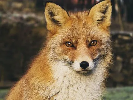 Dreamtime Stories For Children: Chapter 11, Old Granny Fox